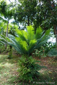 Guadeloupe Août 2015-02718  